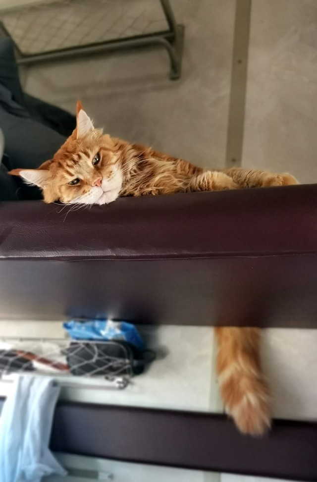 Чиник
