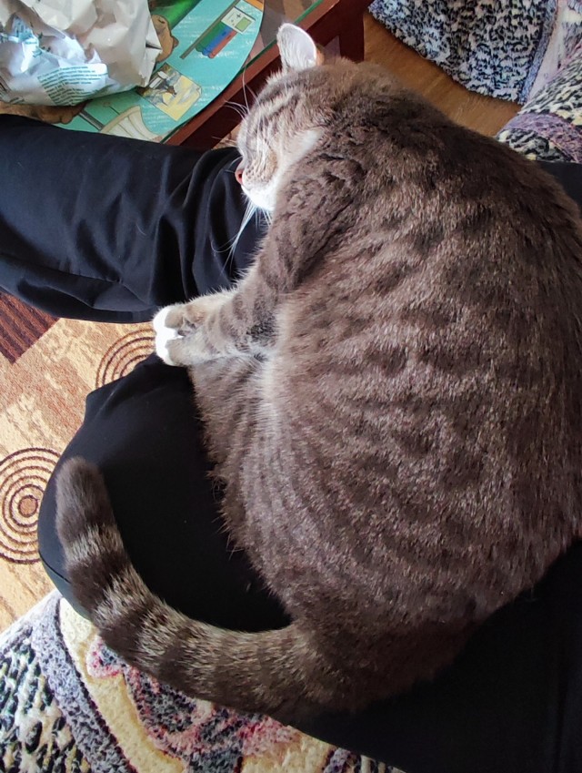 Реакция кота на происходящее