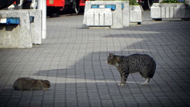 Котовторник 25.02.2014
