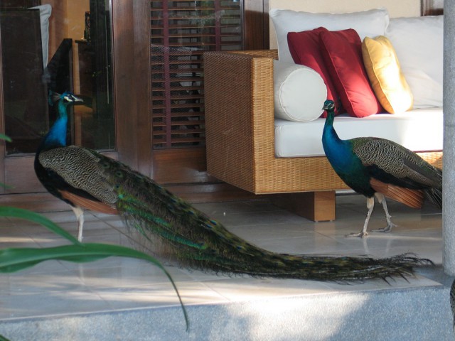 Как я съездил на Сейшелы