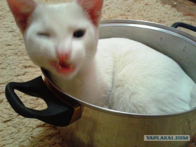Котовторник  08.04.2014