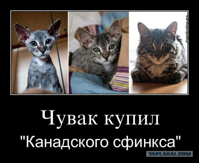 Котэ до и после....