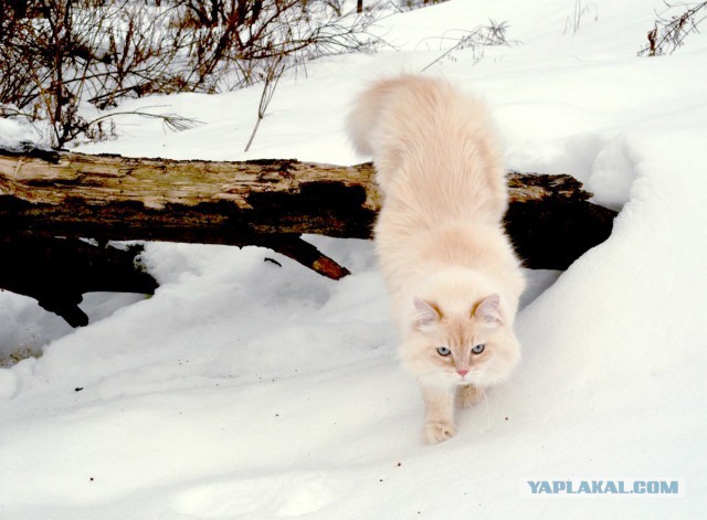 Котовторник 01.07.2014