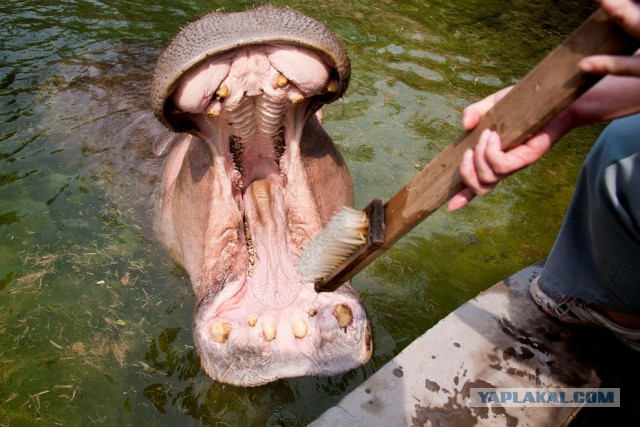 А у тебя есть фото твоей зевающей котейки ?