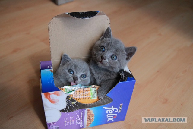 Котовторник 12.08.2014