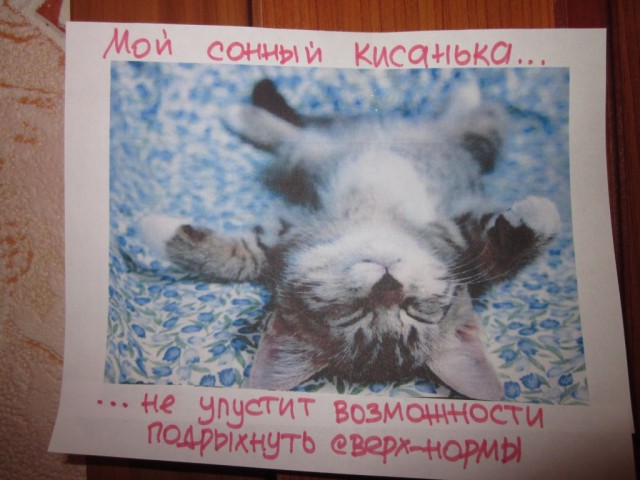 "Котэ-мотиваторы"