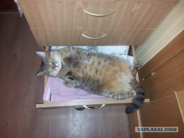 Котовторник 23.12.2014