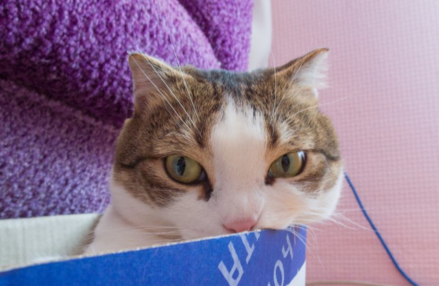 Котовторник