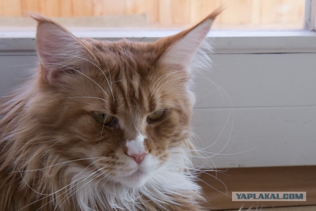 Котовторник 31.03.2015