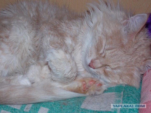 Котовторник 7.07.2015