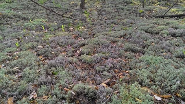 В лес за грибами.