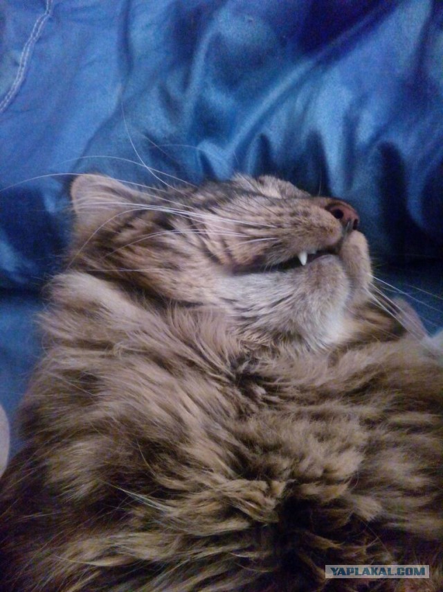 Котовторник 04.08.2015