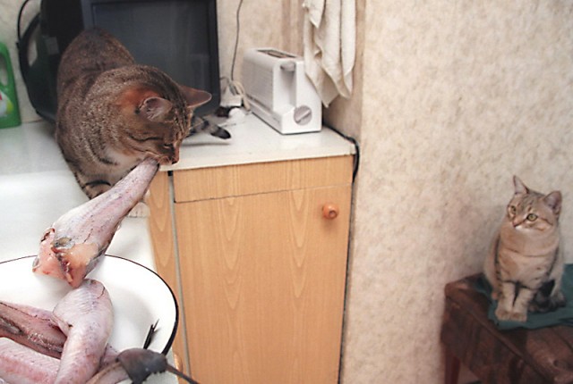 Коты, кошки, котята