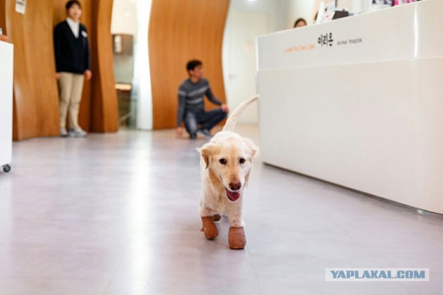 Щенок, потерявший все свои 4 лапы в корейской мясной лавке, обрел новый дом