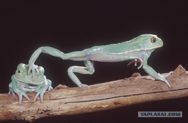 Всем нашим встречам,  увы, разлуки суждены...