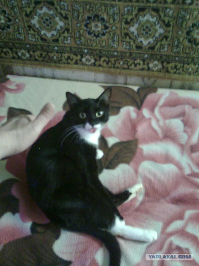 Этот ВЗГЛЯД!