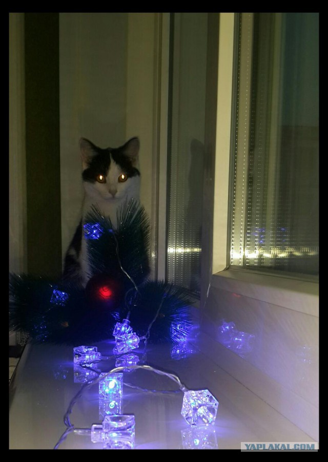 Ваши фотки котов на телефон