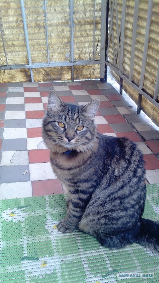 Котовторник 13.09.2016
