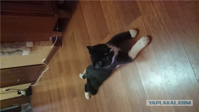 Котовторник 25.10. 2016