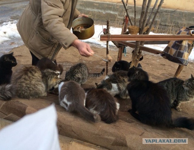 Котейки пост