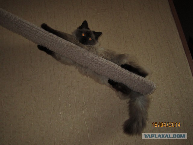 Котовторник 13.12.2016