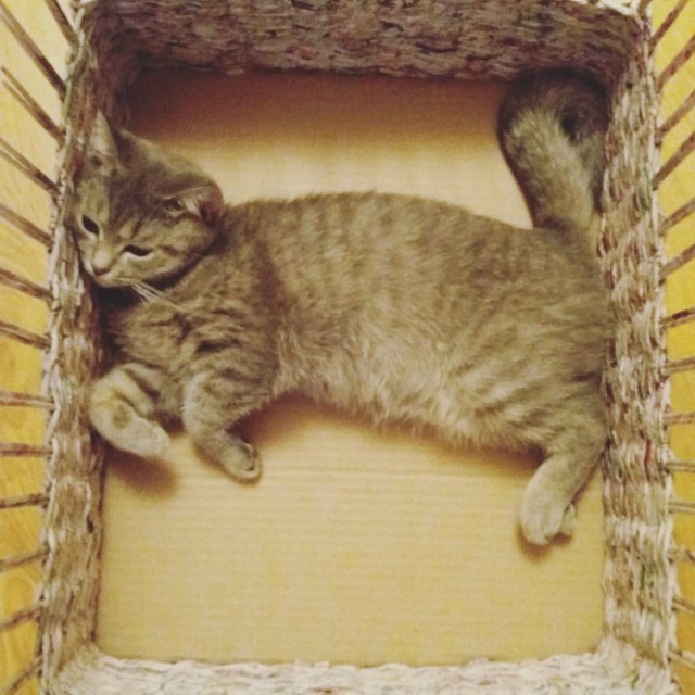 Котовторник  31.01.2017
