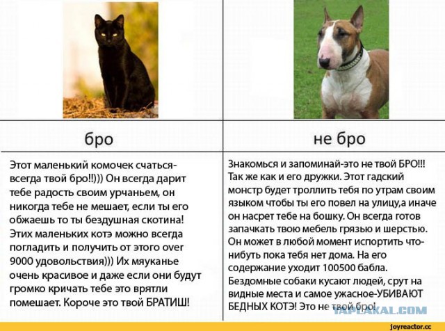 кого лучше взять кота или кошку