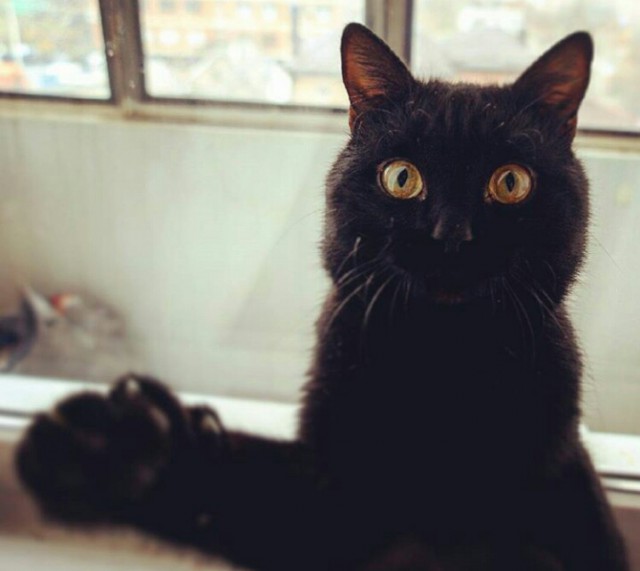 Коты и Кошки