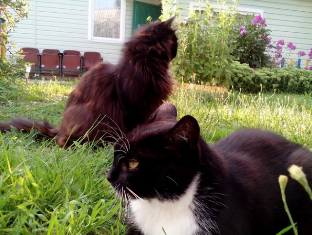 Котовторник 16.05.2017