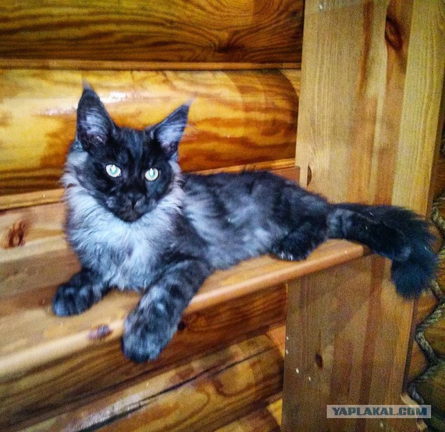 Котовторник 23/05/2017