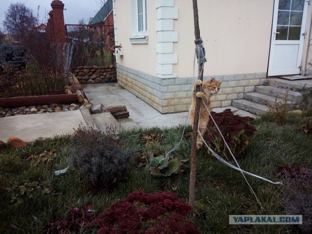 Котовторник 30.05.2017