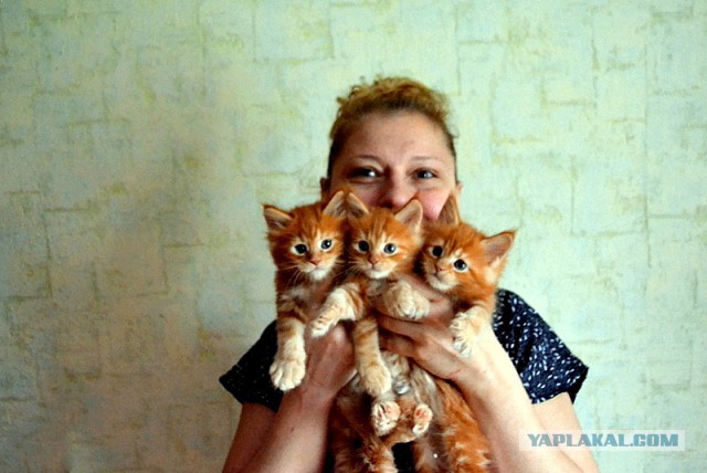 Джокер и его семья
