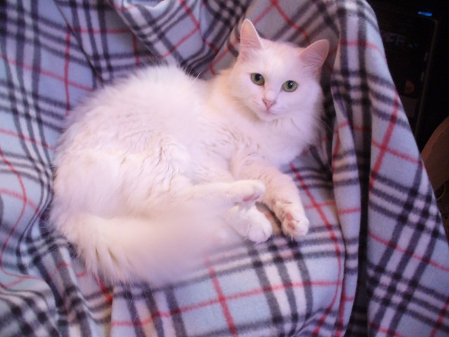 Как я у мусорного контейнера котофея купил
