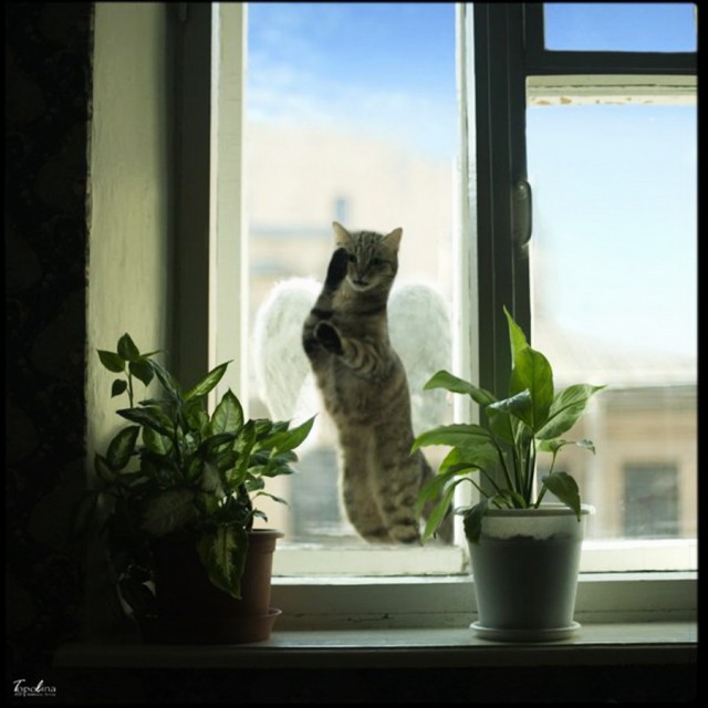 Коты и Кошки