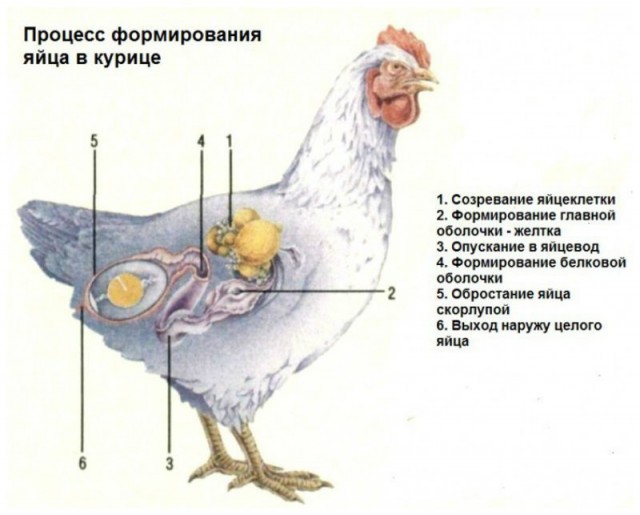 Что такое спермацет и еще несколько ответов на вопрос - как это образуется