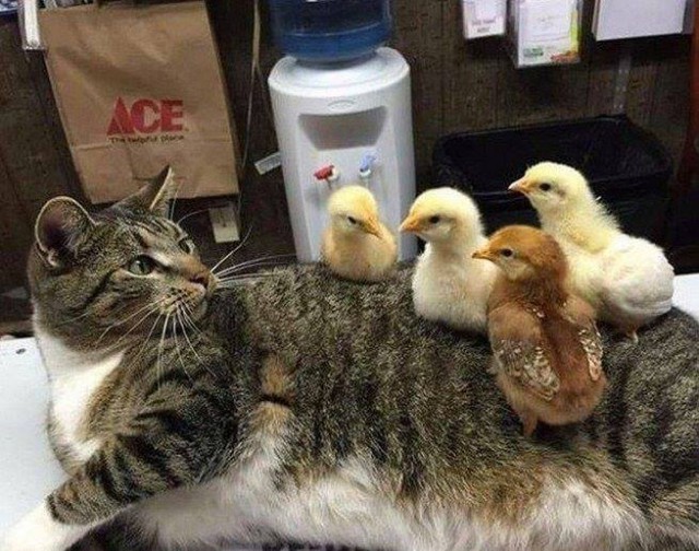 Прикольных котов пост
