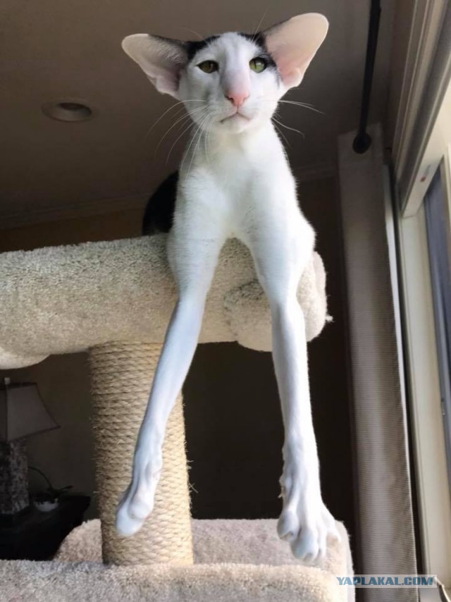 Котовторник  13.02.2018