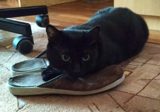 Котовторник 20.02.18