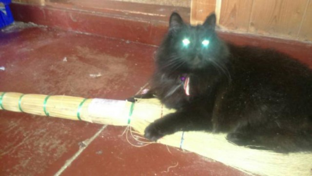 Котовторник 20.02.18