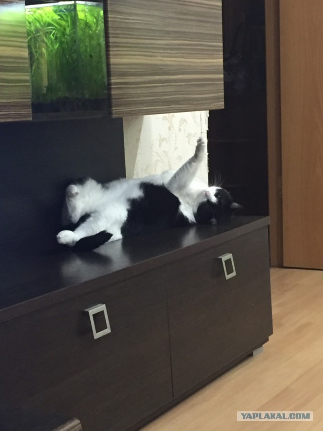Котовторник 20.02.18