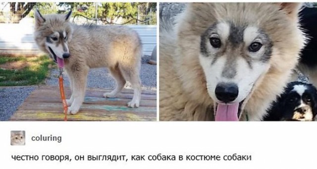 Нестандартный юмор