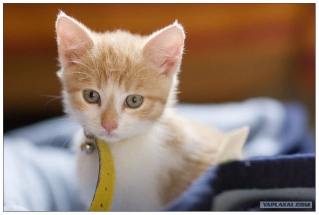 Уррааа! Котомет на ЯПлакалъ.