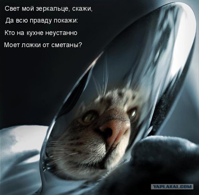 Котовторнику Да (09.12.08)