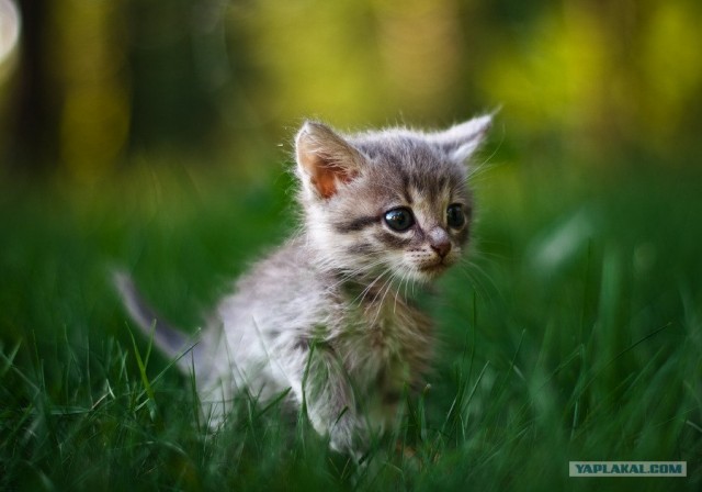 Котовторник!