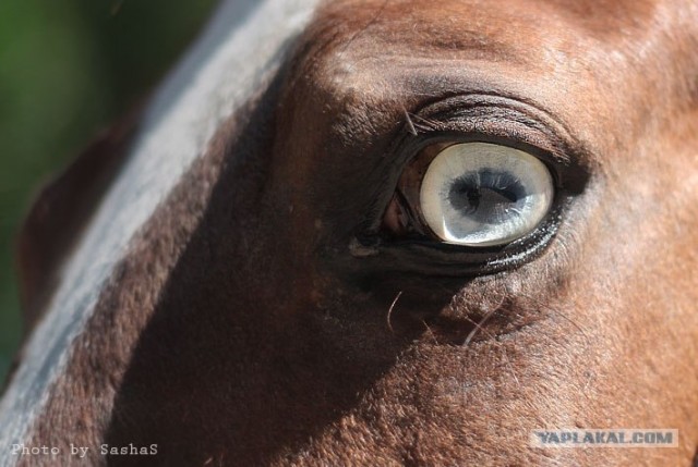 Глазами животных