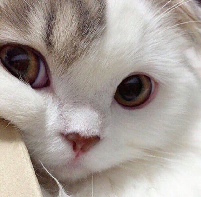 Прикольных котов пост