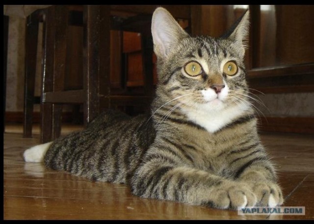 Котовторник - С праздником, котоводы!
