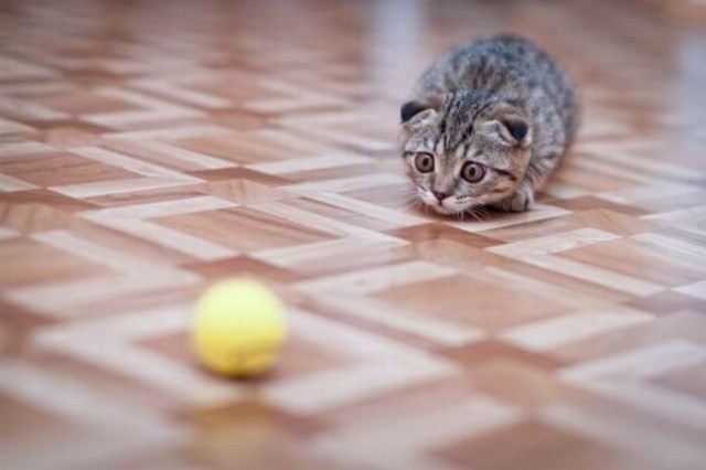 Сегодня котовторник, а котиков все нет