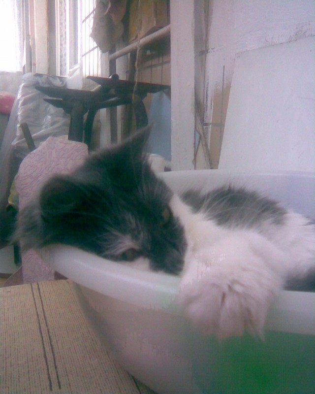 Начинаем котовторник!