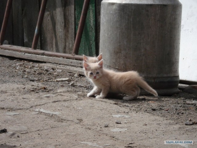 Первый котовторник июля